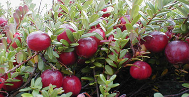 cranberries cranberries