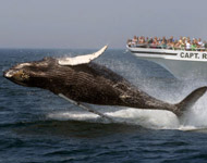 Cape Cod whale