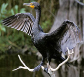 cormorant