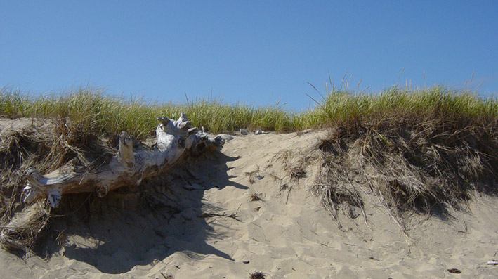 dunes cape cod