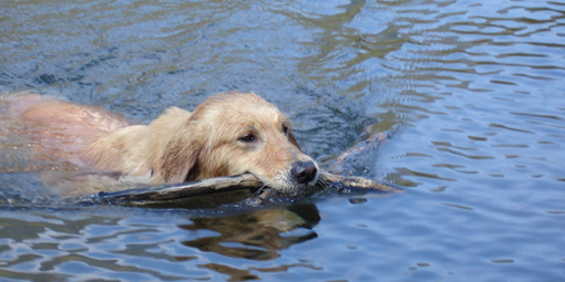 Enid Swimming