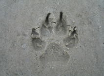 paw print in sand