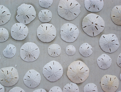 sand dollars