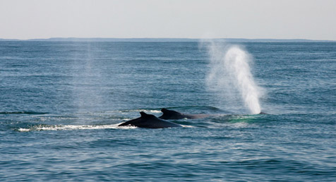 Cape Cod Whale watching