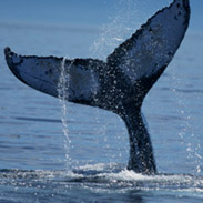 Cape Cod whale tail