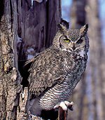 Great Horned Owl