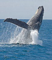 Breaching whale