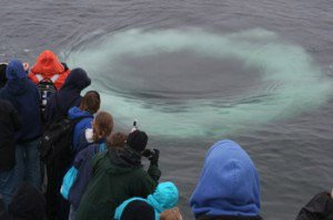 Whale bubble rings