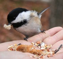 chickadee