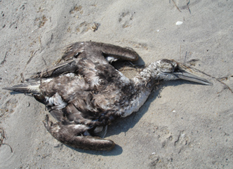 dead gannet