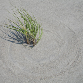 cape cod dune grass