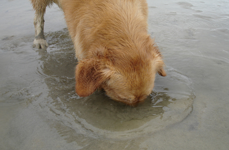 clamming cape cod