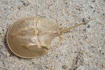 horseshoe crab