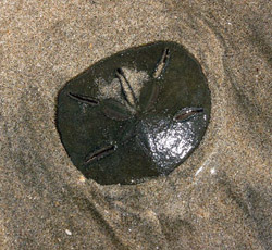 live sand dollar
