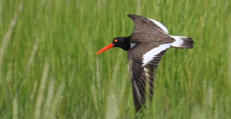 Oyster Catcher