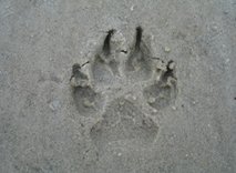 paw print in sand