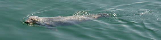 cape cod seals in chatham