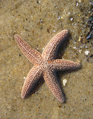 starfish