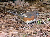 Towhee