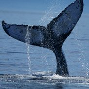 Cape Cod whale tail